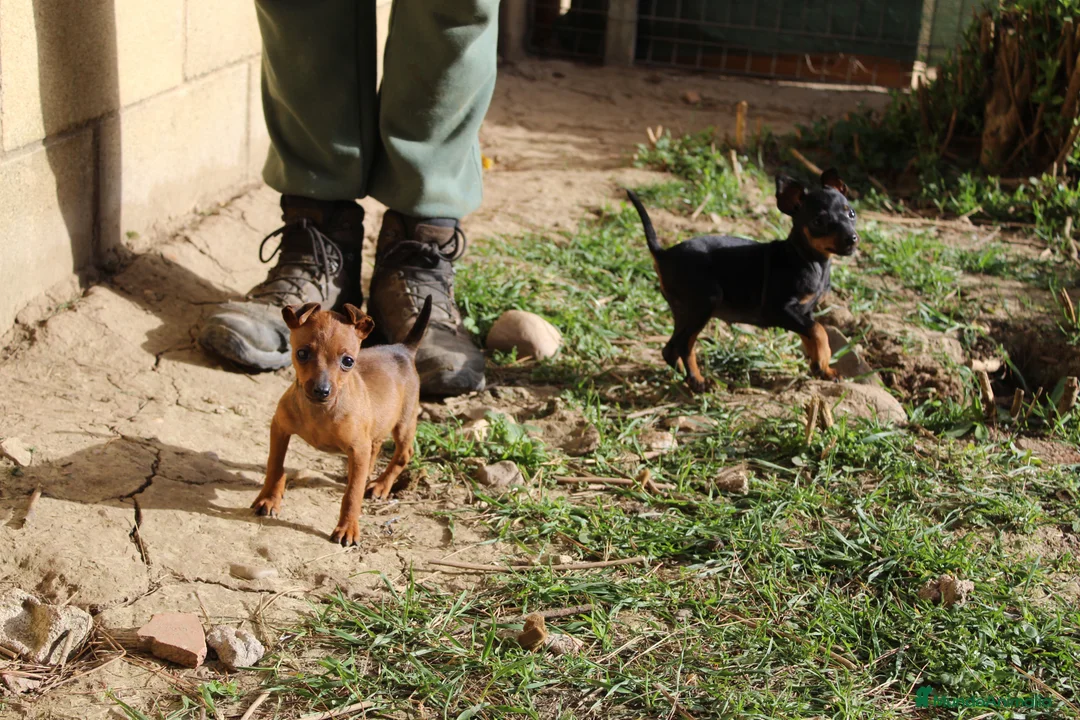 Pinscher Miniatura perros en venta: Pinscher miniatura  - Anuncio 1