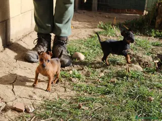 Pinscher Miniatura perros Pinscher miniatura - Anuncio 1