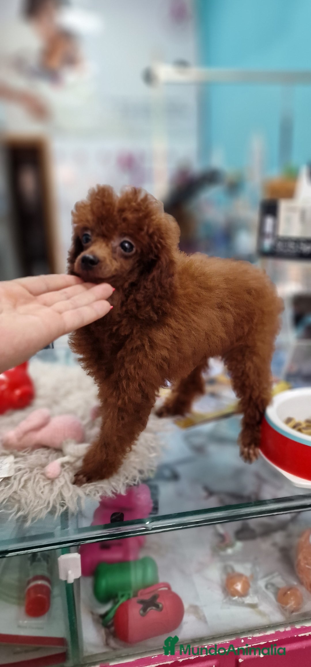 Caniche Toy perros en venta: MACHO ASIATICO 100% - Imagen 4