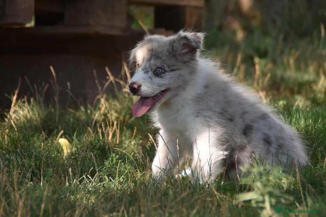 Border Collie perros en venta: MACHO rojo mirlo de Border Collie - Imagen 10