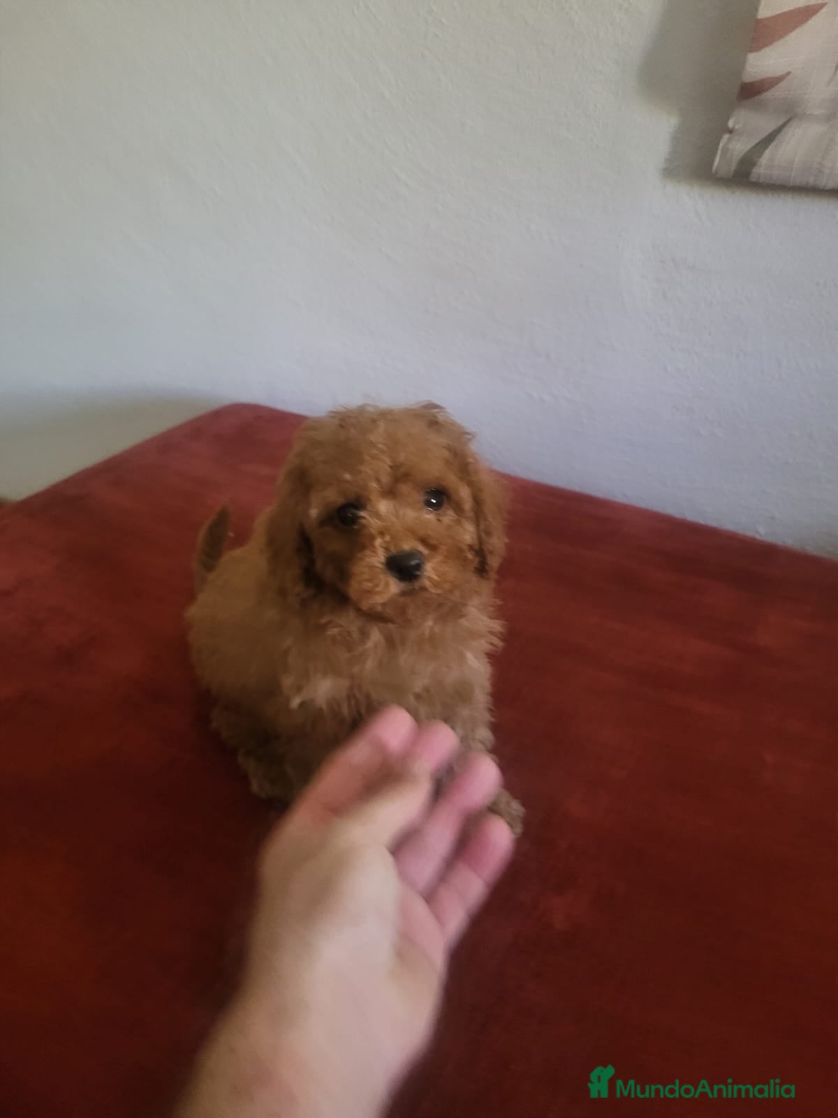 Caniche Enano perros Caniches preciosos en Barcelona - Anuncio 2