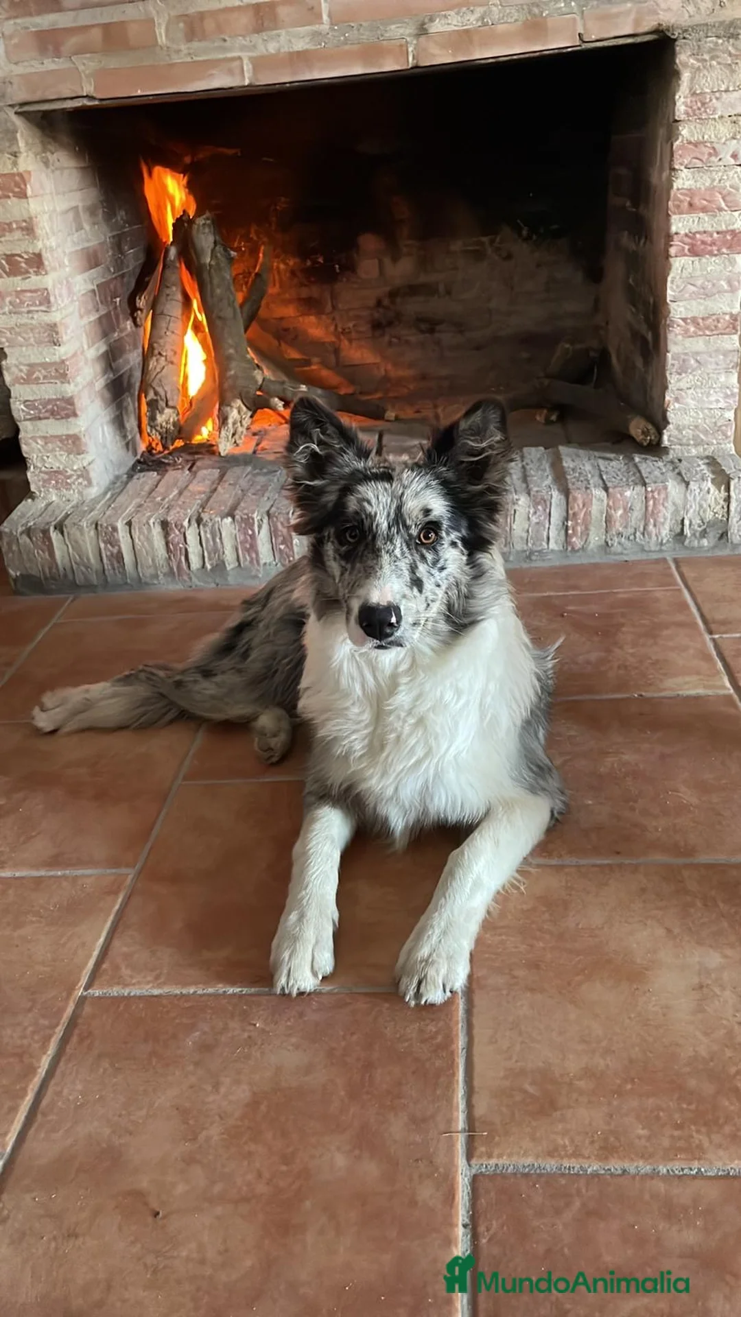 Border Collie perros en venta: Bordell collin De Campeonato Únicos Calidad - Anuncio 2