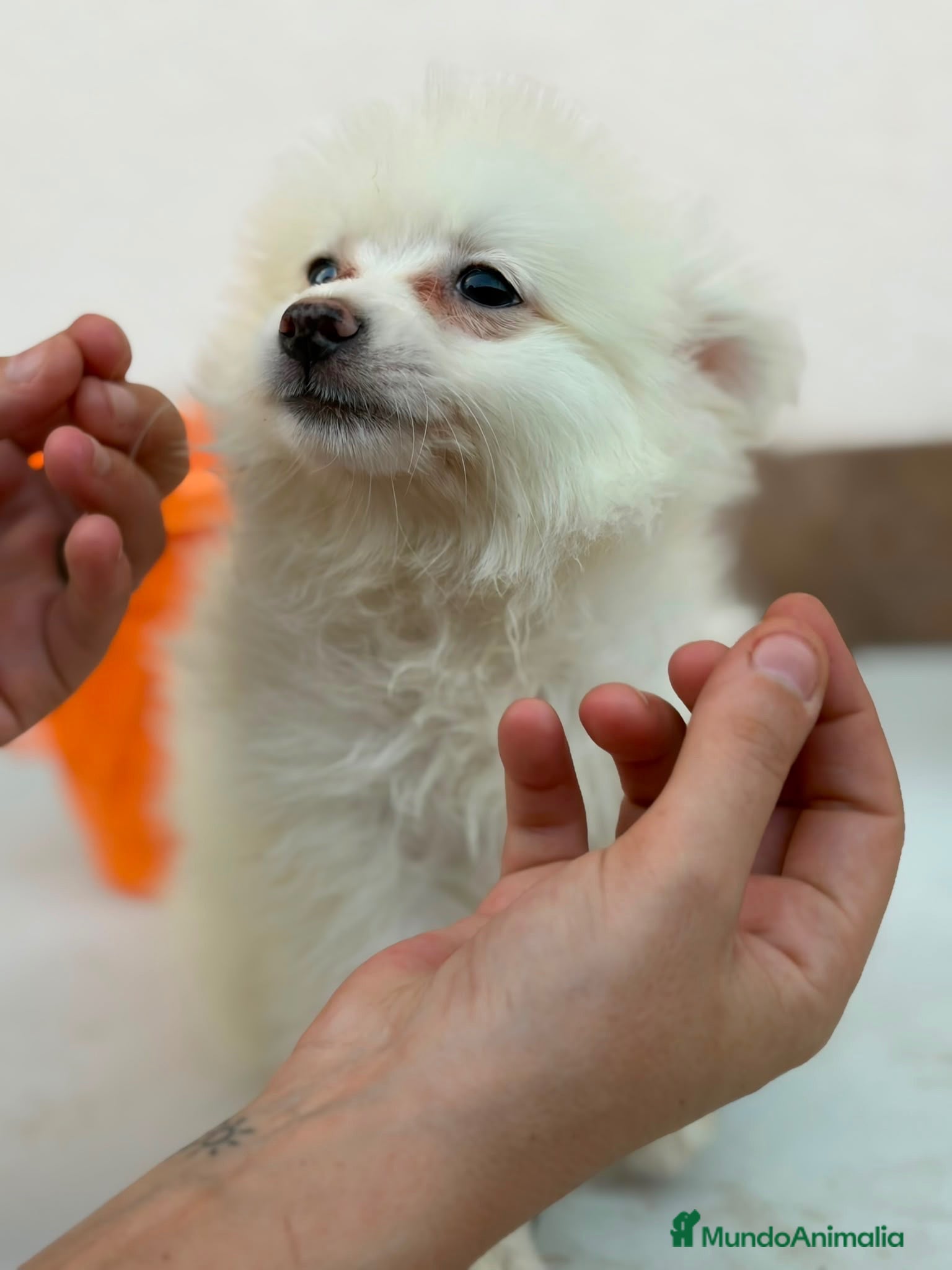 Pomerania perros Hembra pomerania 🐻⭐️ - Anuncio 2