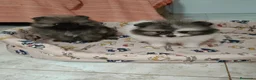 Pomerania perros en venta: Cachorritos de Pomerania Toy - Anuncio 10