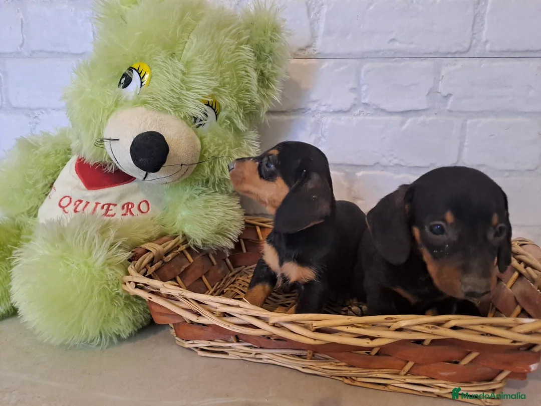 Teckel Miniatura perros en venta: Teckel mini  - Anuncio 9