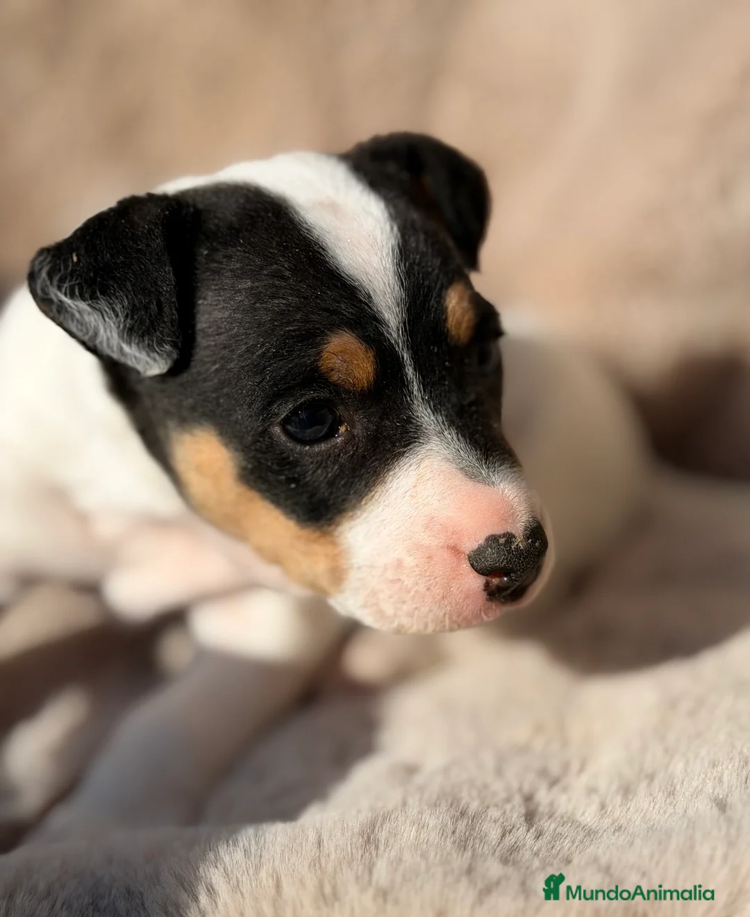 Ratonero Bodeguero Andaluz perros en venta: Bodeguero andaluz macho  - Anuncio 6