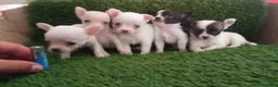 Chihuahua perros en venta: Chihuahuas micro toy máxima calidad - Anuncio 19