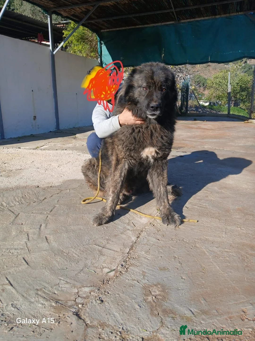 Pastor del Cáucaso perros en venta: Disponible Pastor del Cáucaso - Anuncio 15