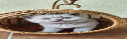 Británico de Pelo Corto gatos en venta: Gato British Shorthair  - Anuncio 3