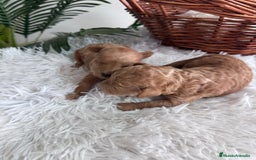 Caniche Toy perros en venta: CANICHE TOY - Imagen 6