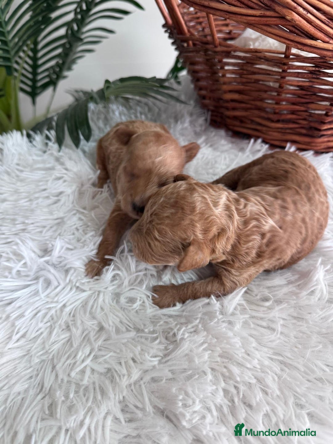 Caniche Toy perros en venta: CANICHE TOY - Imagen 6