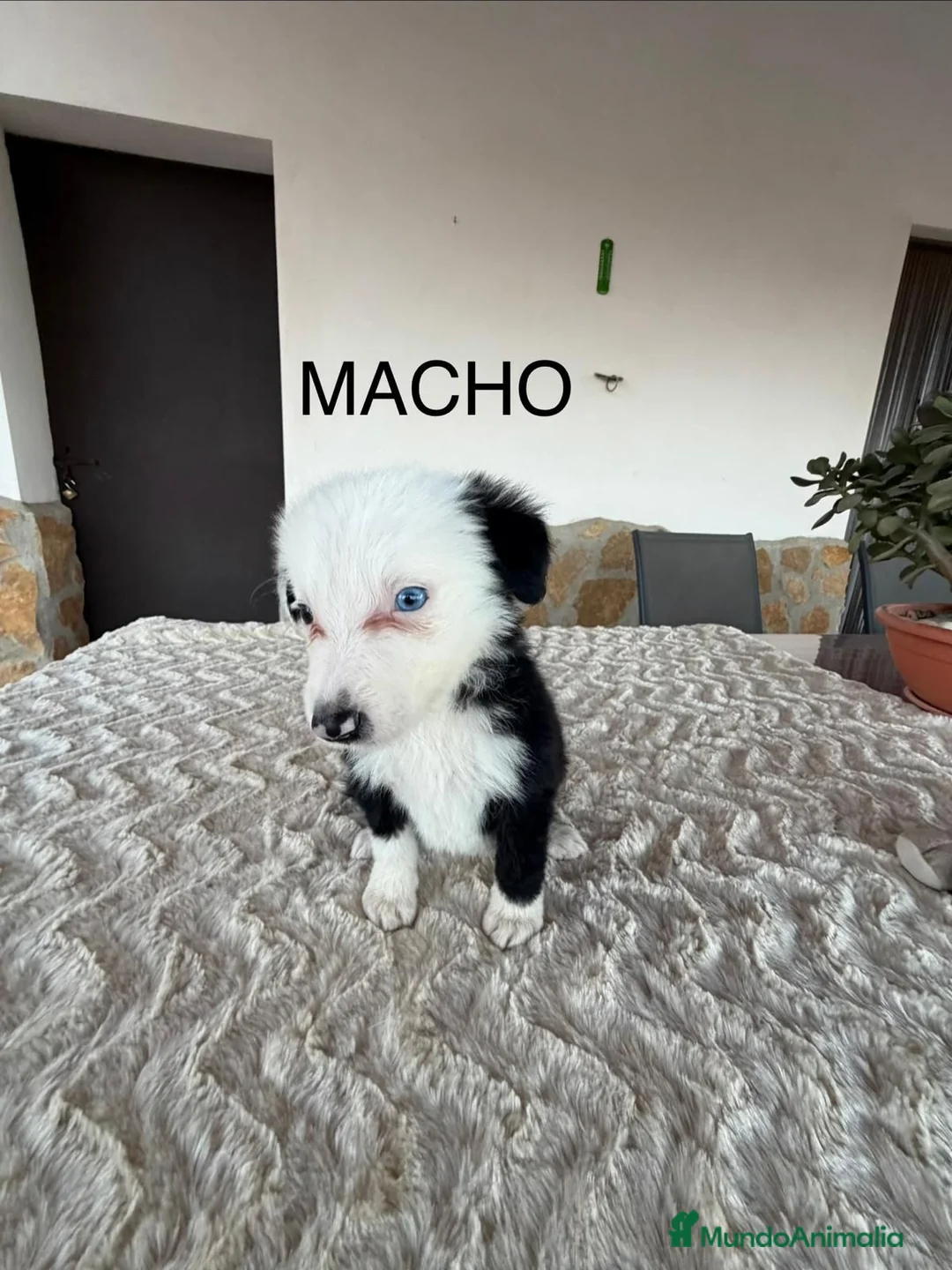 Border Collie perros en venta: BORDER COLLIE - Anuncio 2