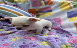 Chihuahua perros en venta: Increíble machito chihuahua tot - Imagen 3