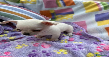 Chihuahua perros - Anuncio 15