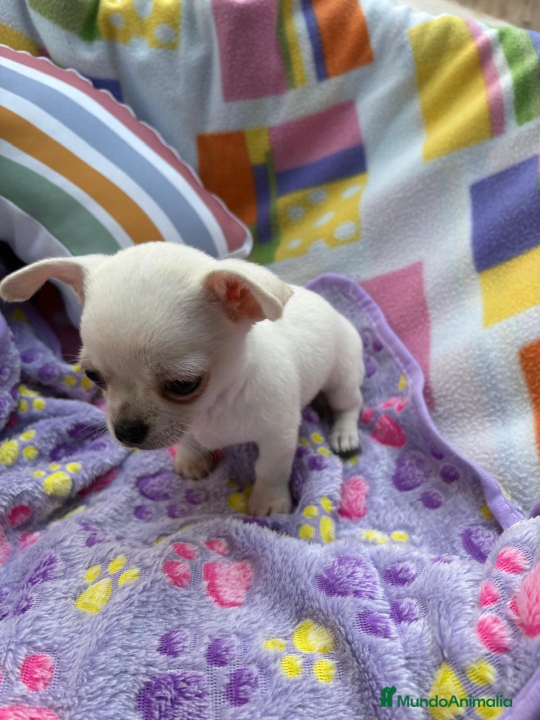 Chihuahua perros en venta: Increíble machito chihuahua tot - Imagen 3