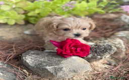 Maltipoo perros en venta: Maltipoo encantadores cahorritos!!! - Imagen 5
