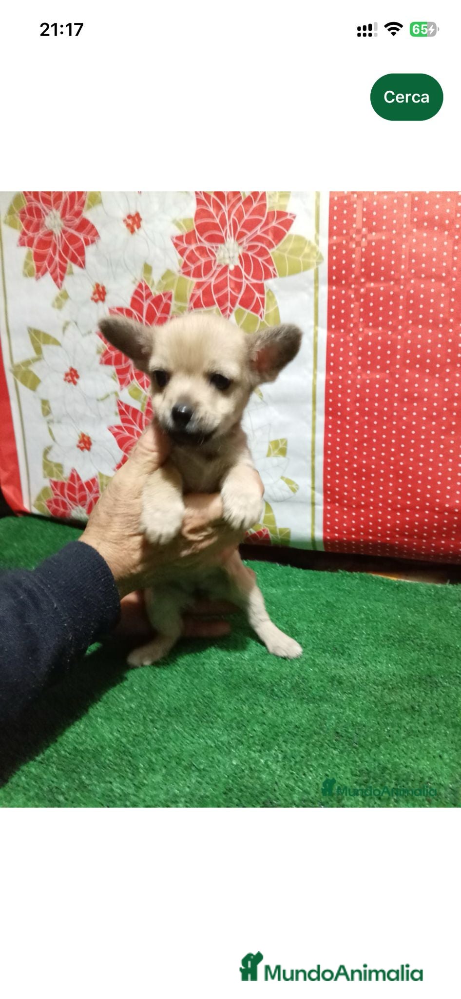 Raza Mixta perros Cruze de chihuahua - Anuncio 2