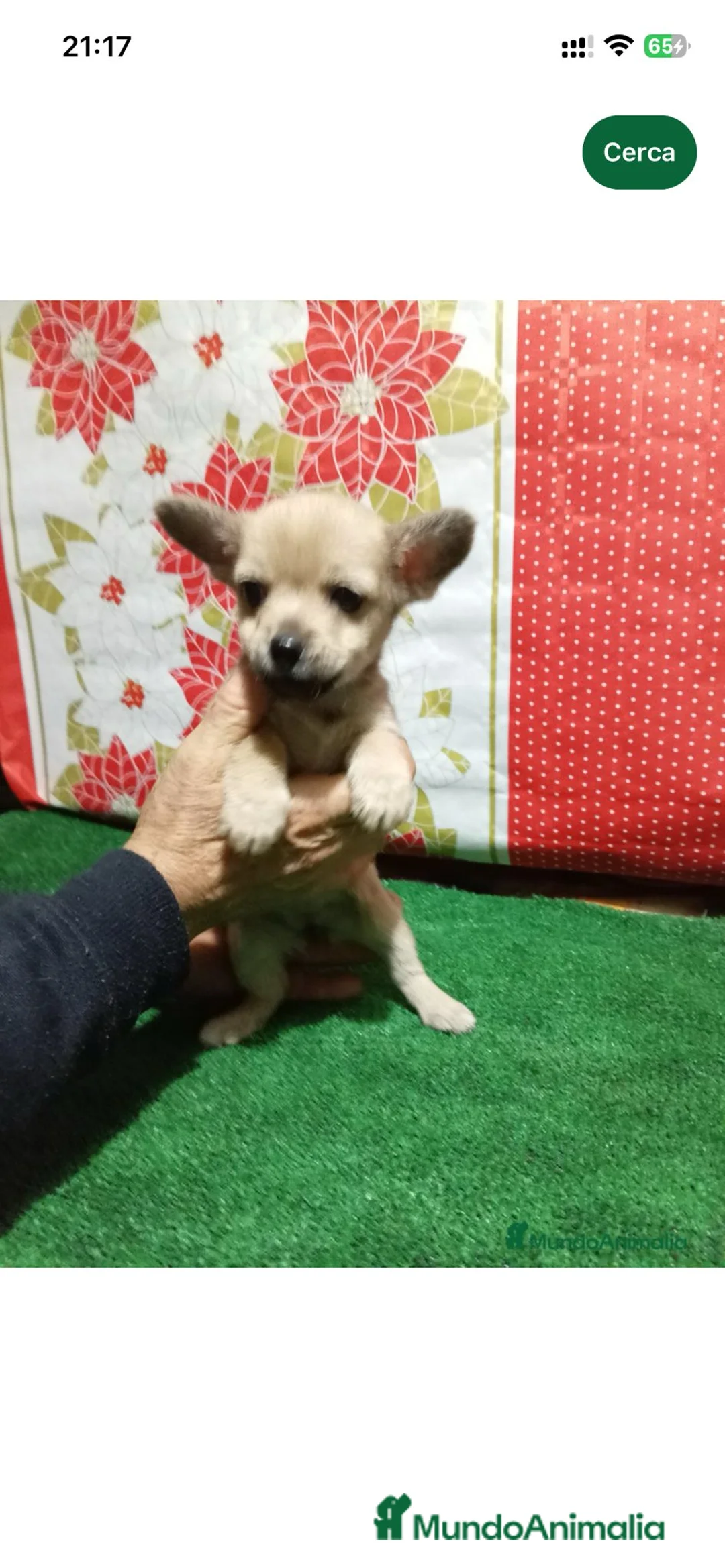 Raza Mixta perros en venta: Cruze de chihuahua - Anuncio 2