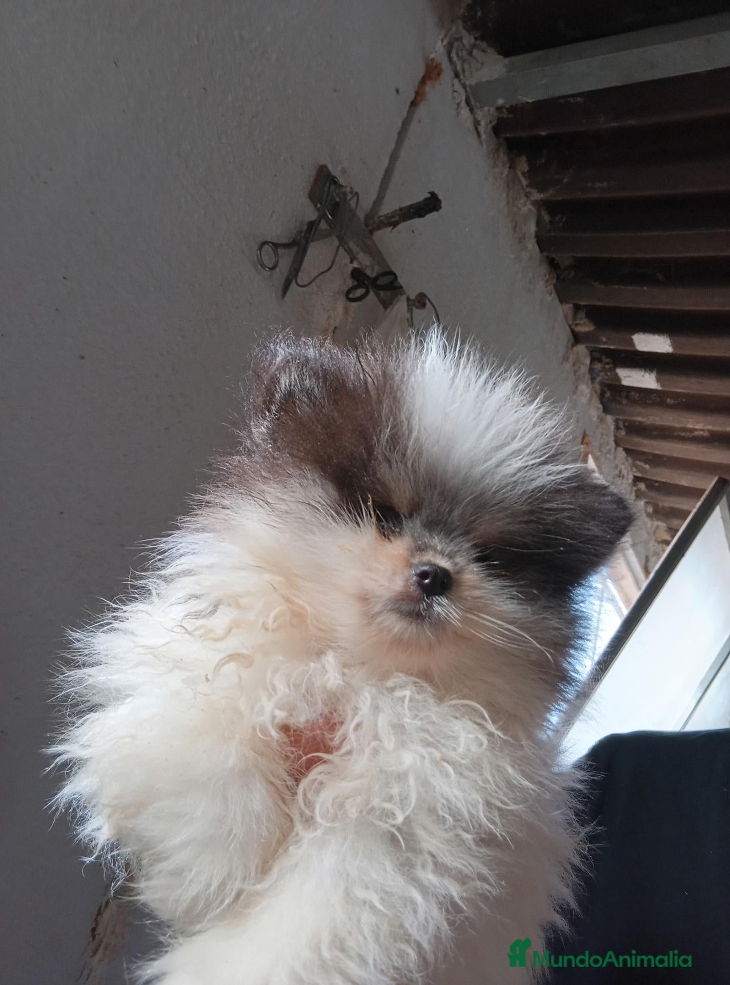 Pomerania perros Preciosos pomeranias toy  - Anuncio 2