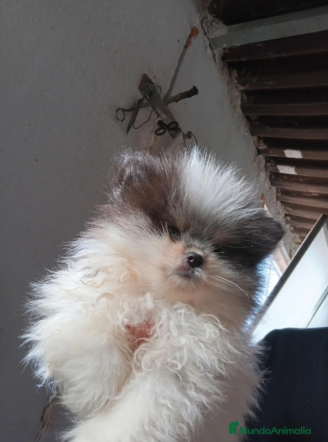 Pomerania perros en venta: Preciosos pomeranias toy  - Anuncio 1