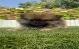 Pomerania perros en venta: POMERANIA MACHO - Imagen 10