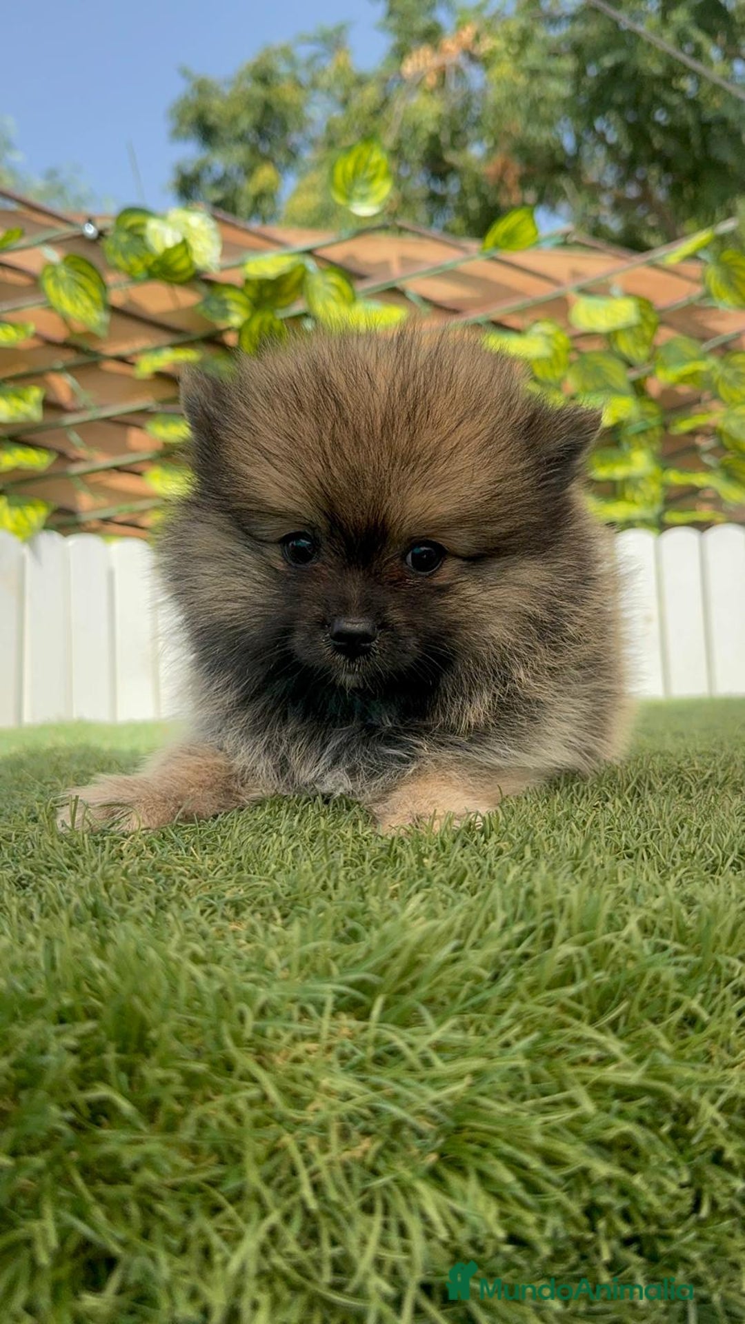 Pomerania perros en venta: POMERANIA MACHO - Imagen 10