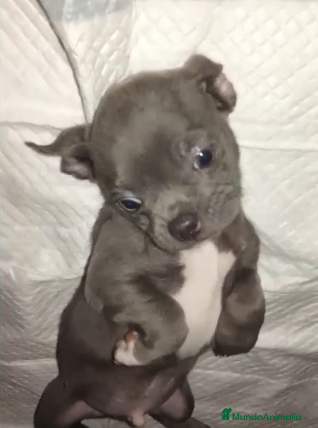 Chihuahua perros en venta: Chihuahua  - Anuncio 4