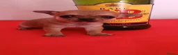 Chihuahua perros en venta: CHIHUAHUA TOY MINIATURA  - Anuncio 1