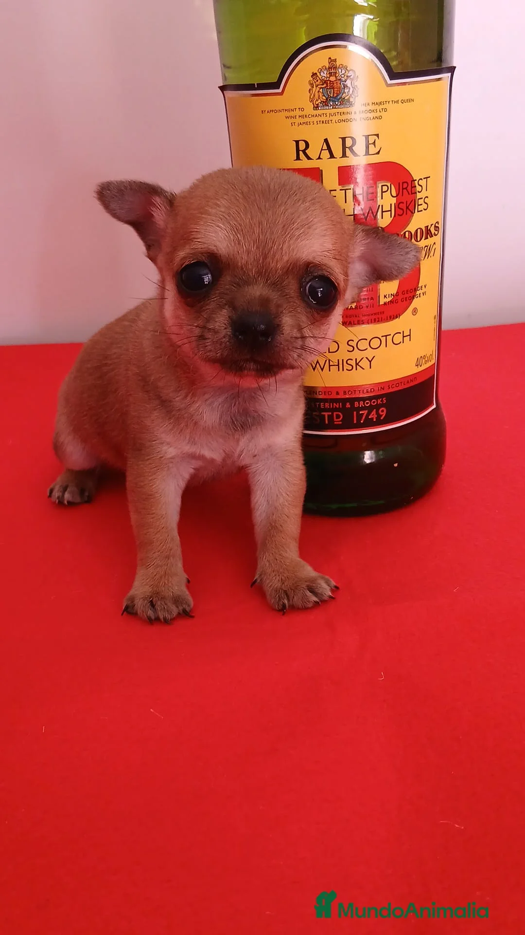 Chihuahua perros en venta: CHIHUAHUA TOY MINIATURA  - Anuncio 1