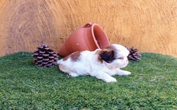 Shih Tzu perros en venta: SHIH TZU IMPERIALES  - Imagen 2