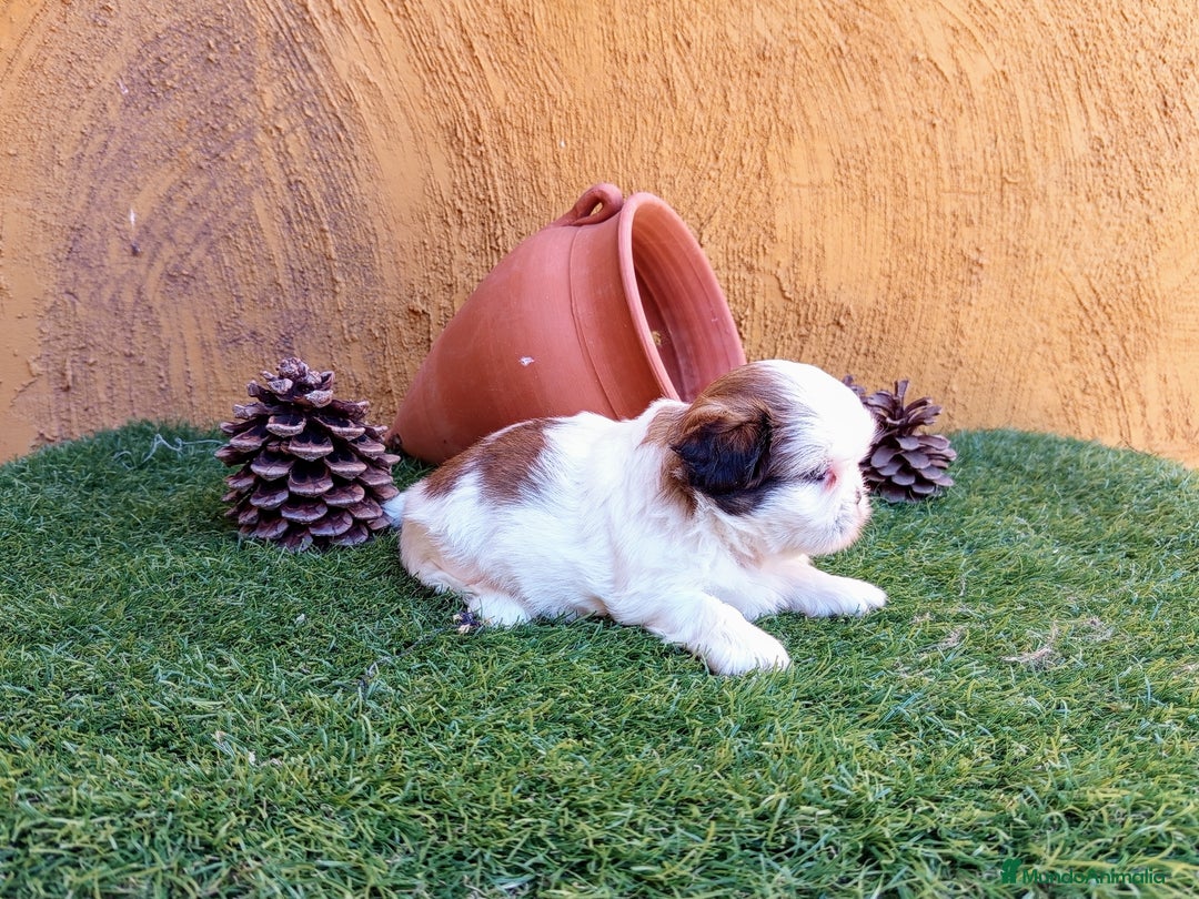 Shih Tzu perros en venta: SHIH TZU IMPERIALES  - Imagen 2