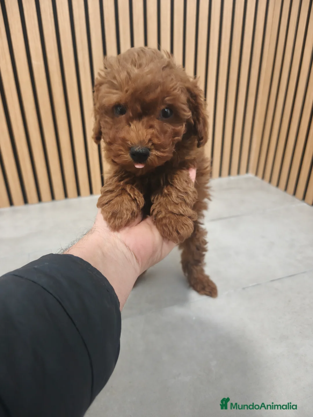 Caniche Toy perros en venta: Caniche Toy macho rojo pimentón  - Anuncio 4