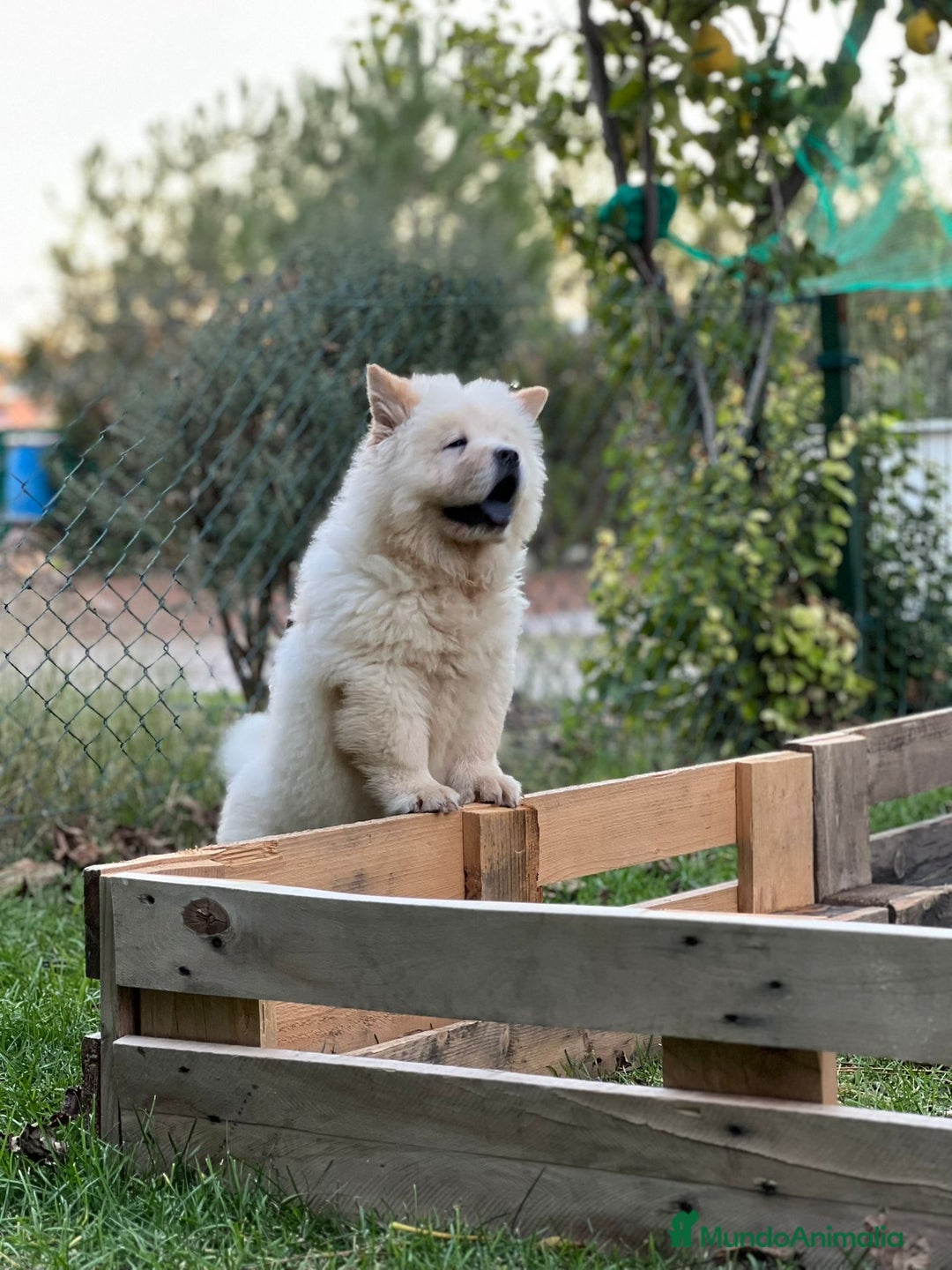 Chow Chow perros en venta: Chow chow macho - Anuncio 2
