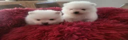 Pomerania perros en venta: Lulú de Pomerania  - Anuncio 11