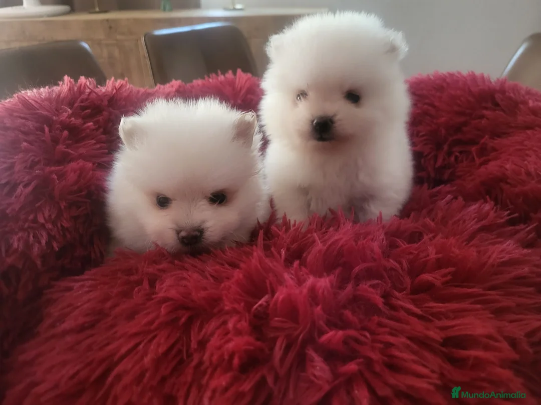 Pomerania perros en venta: Lulú de Pomerania  - Anuncio 11