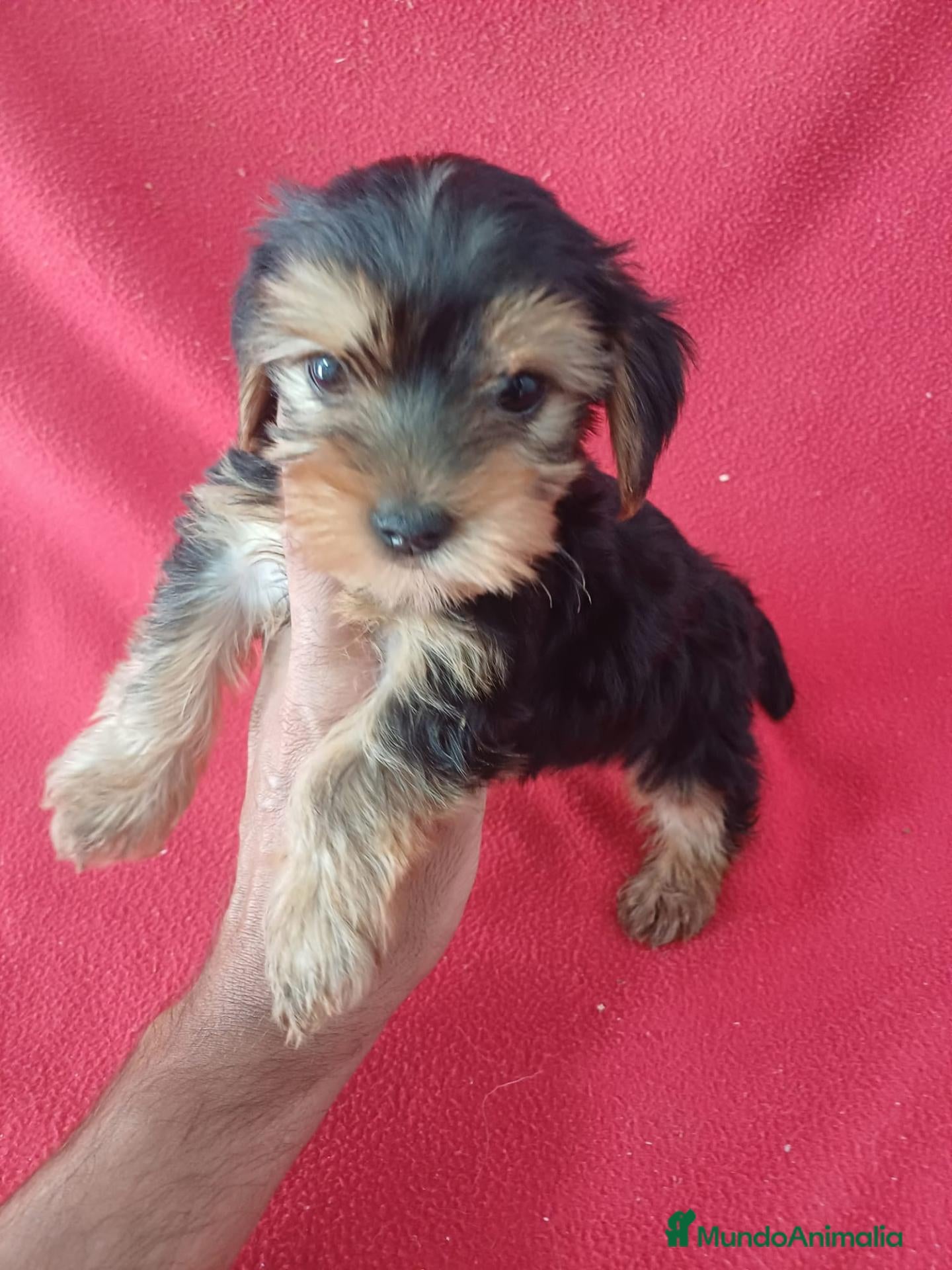 Yorkshire Terrier perros en venta: Yorkshire Terrier Mini  - Anuncio 1