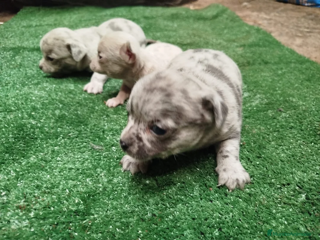 Chihuahua perros en venta: Espectaculares chihuahuas exóticos línea rusa  - Anuncio 6