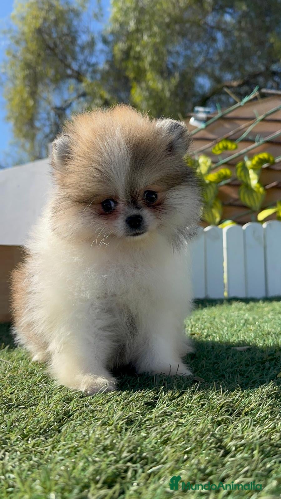 Pomerania perros POMERANIA - Anuncio 2