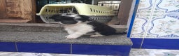 Border Collie perros en venta: BORDER COLLIE - Anuncio 8