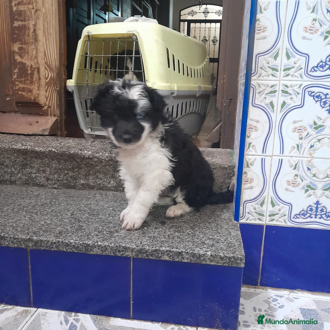 Border Collie perros en venta: BORDER COLLIE - Anuncio 8