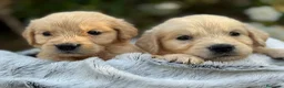 Golden Retriever perros en venta: golden cachorros - Anuncio 2