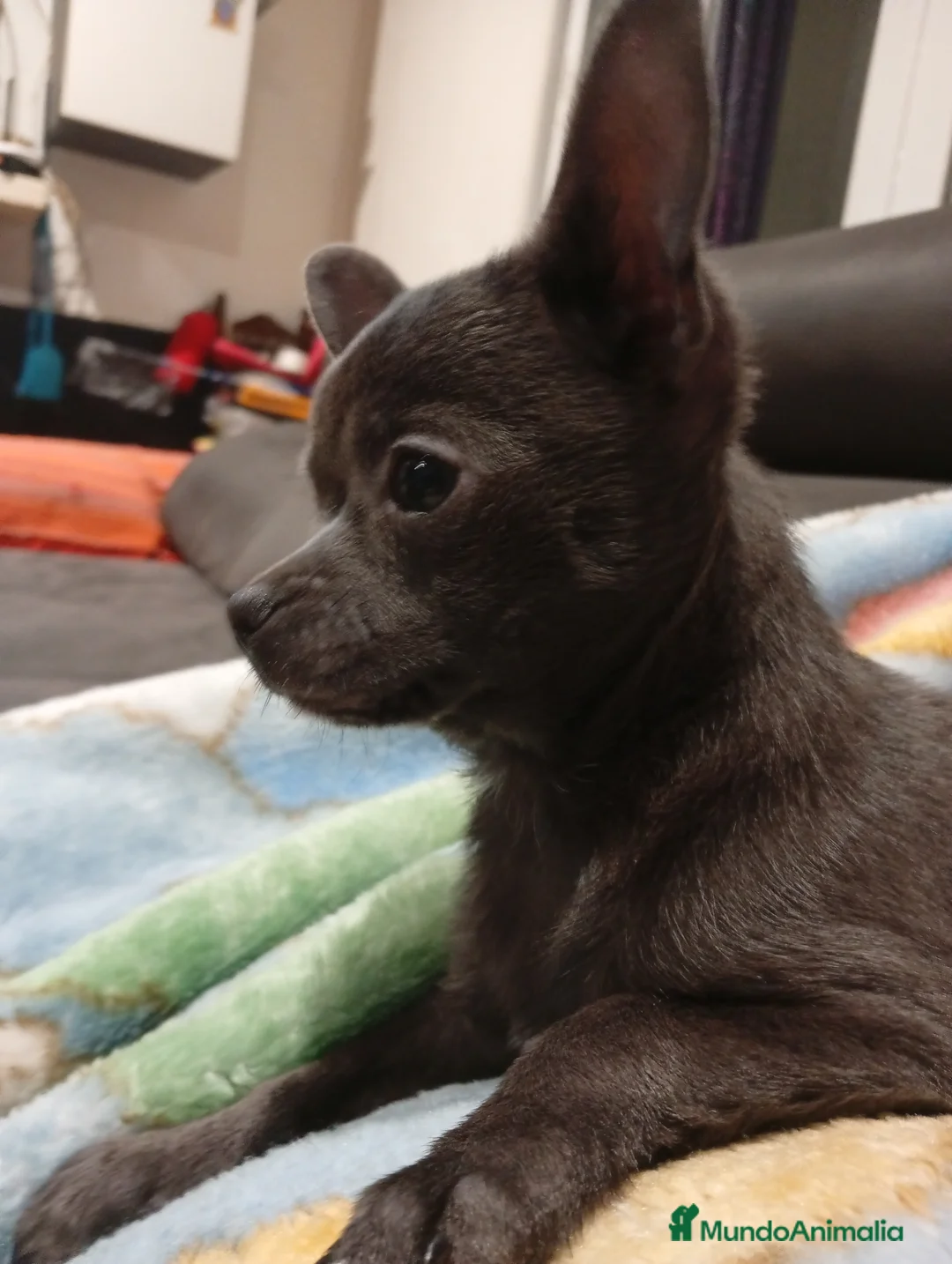 Chihuahua perros en venta: Chihuahuas blue linea rusa - Anuncio 2
