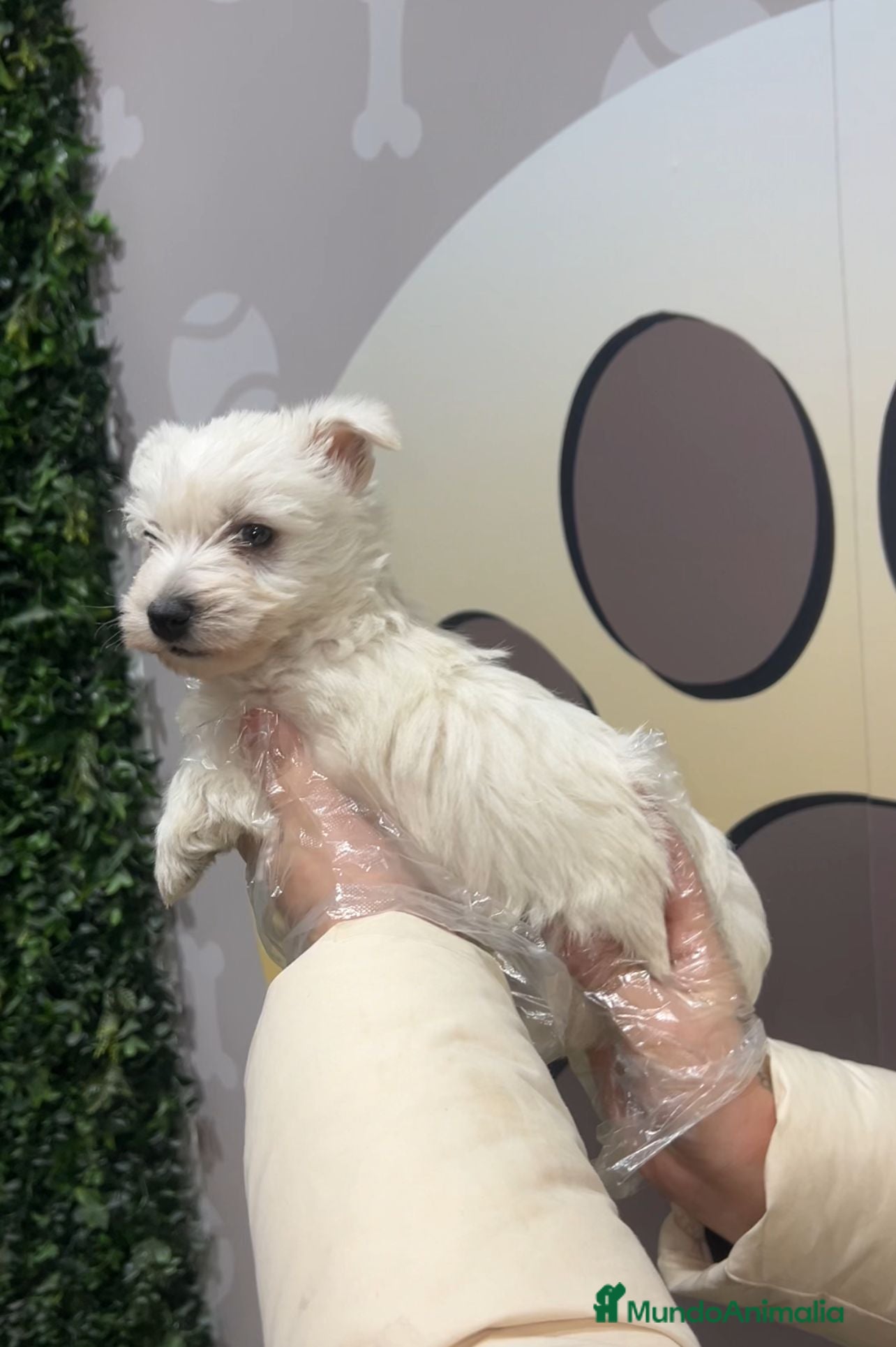 West Highland White Terrier perros PRECIOSO WESTY BEBE  - Anuncio 2