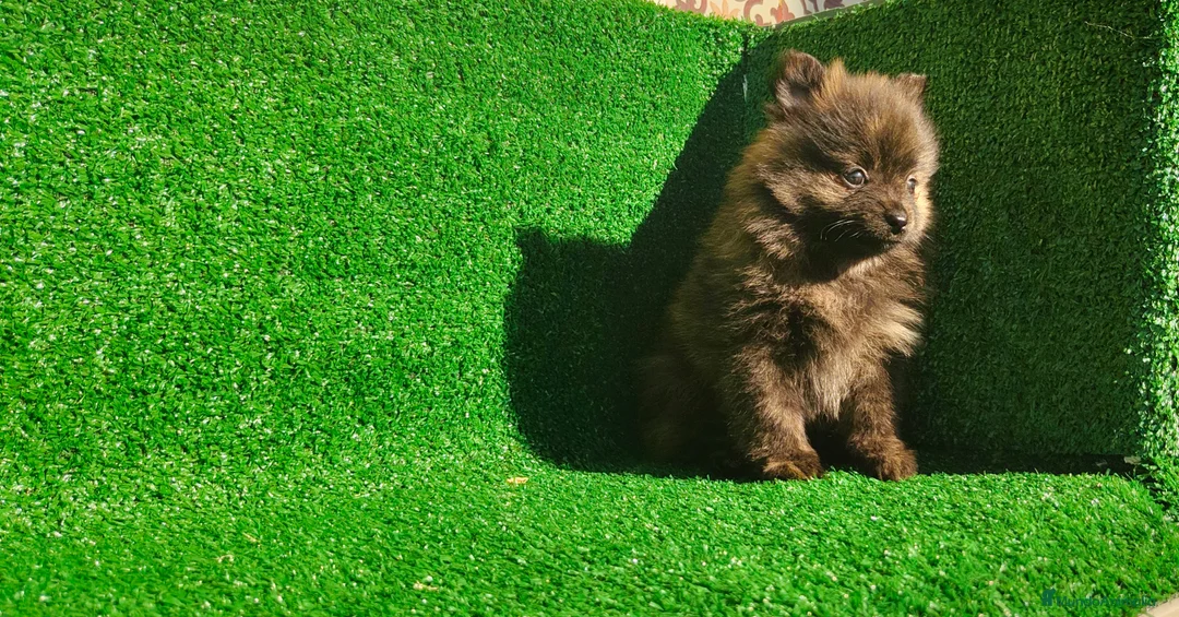 Pomerania perros en venta: Pomerania  - Anuncio 5