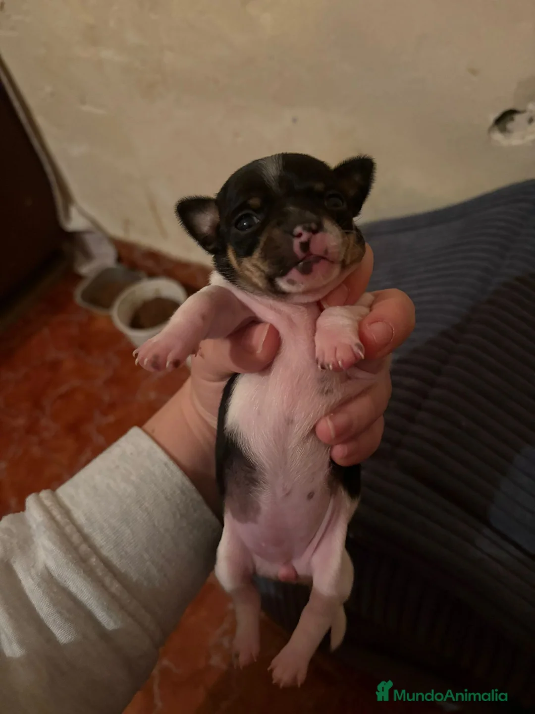 Chihuahua perros en venta: Cachorros de Chihuahua toy - Anuncio 3