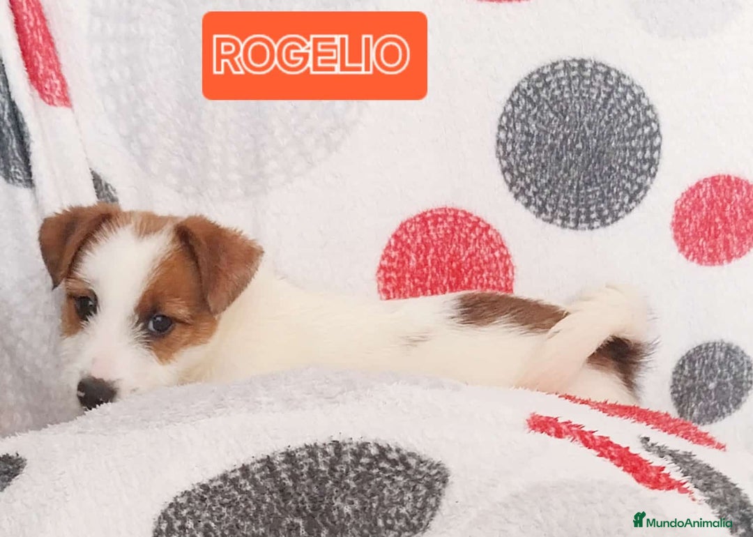 Jack Russell Terrier perros en venta: Jack Russell  - Anuncio 4