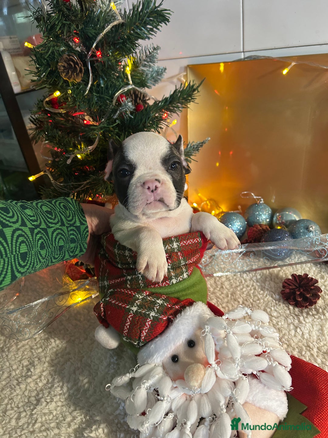 Bulldog Francés perros en venta: Bulldog francés  - Anuncio 7