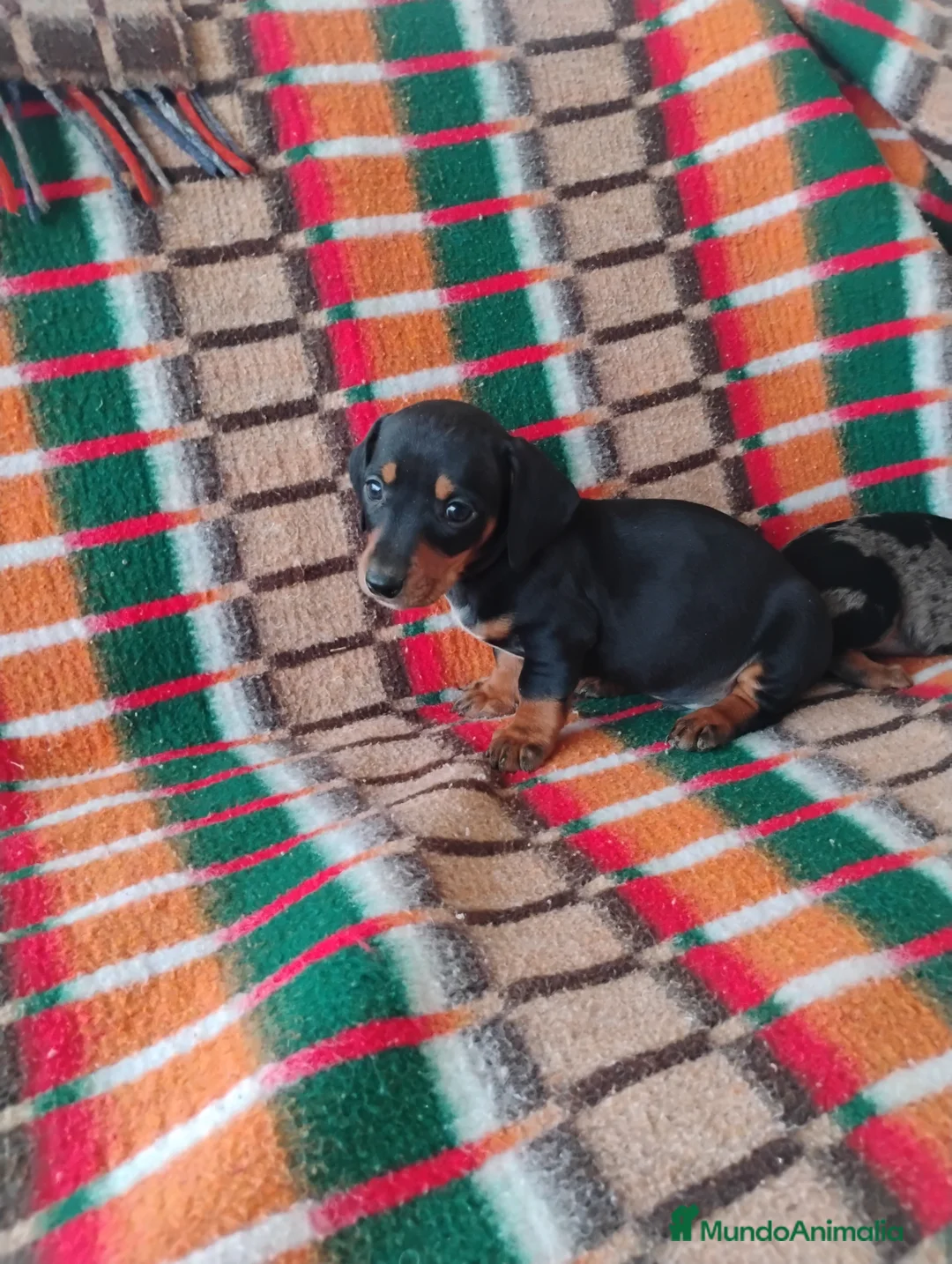 Teckel Miniatura perros en venta: Machito teckel negro y fuego miniatura  - Anuncio 4