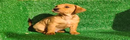 Teckel Miniatura perros en venta: Teckel miniatura  - Anuncio 19