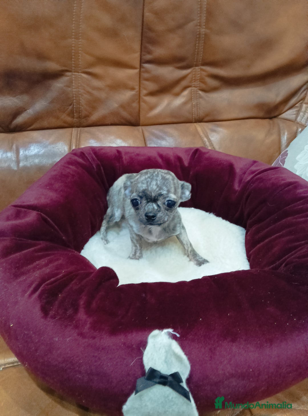 Chihuahua perros en venta: CHIHUAHUA TOY - Anuncio 5